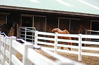 Individual Paddocks with Each Stall